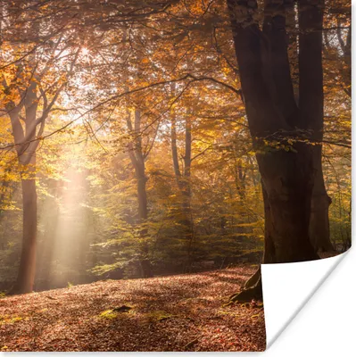 Produktbild von MuchoWow® Poster Herbst - Licht - Wald 100x100 cm - Babyzimmer