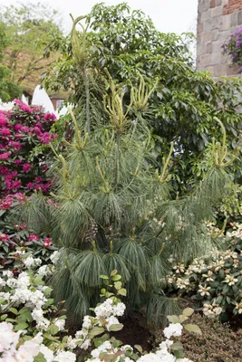 Produktbild von Pinus schwerinii, Kiefern-Hybride, immergrün, 30–40 cm