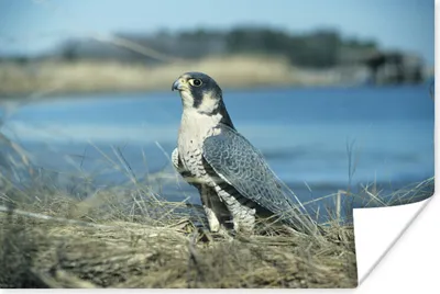 Produktbild von MuchoWow® Poster Wanderfalke - Wasser - Raubvogel 180x120 cm - Fotoplakat