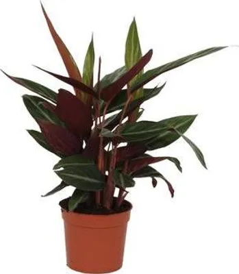 Immagine prodotto di Calathea Stripestar (Maranta) Ø 12 cm, altezza 40 cm, pianta da appartamento di facile manutenzione, decorativa
