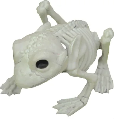 Produktbild von Beiges Frosch Skelett als Dekoration 13 cm
