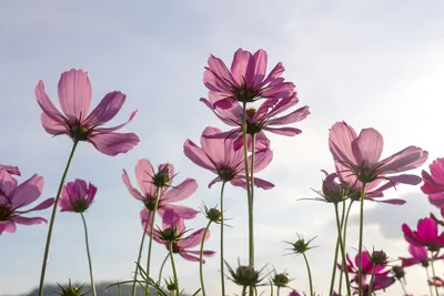 Obrázek produktu pro Fototapeta - Cosmos Flowers 375x250cm - Netkané tapety