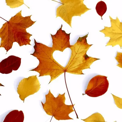 Produktbild von 20 Servietten Autumn Love - Herz in Herbstblätter 33x33cm