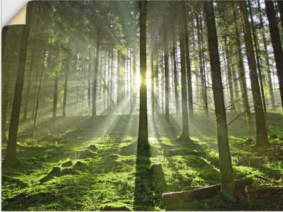 Produktbild von ARTland Wandbild, selbstklebend Wald im Gegenlicht Größe: 60x45 cm