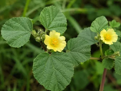 Productafbeelding van SaatPilot Sida cordifolia 0,2 kg zaden