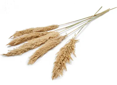 Produktbild von Pampasgras getrocknet ca. ±70cm 6 Stück in Natur und gefärbt wählbar, Farbe:Natur