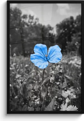 Produktbild von MuchoWow® MuchoWow® Gerahmtes Poster Blumen - Schwarz - Weiß - Blau 60x90 cm - Poster mit zchwarzem Bilderrahmen - Kunst