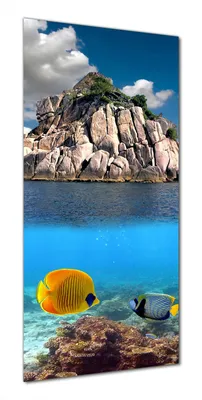 Produktbild von Wallario selbstklebende Duschrückwand 70 x 180 cm mit Motiv Exotische Fische im Meer - Wandverkleidung mit Hochglanzlaminat in Glasoptik
