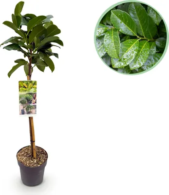 Produktbild von Prunus lauroverasus Etna® - Stamm-Pflanze - Terrassenpflanze - Immergrün - Wenig Pflege - 80-90cm - Ø19cm - Gartenpflanze