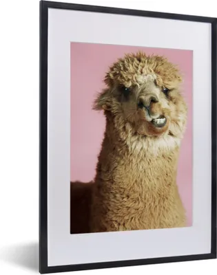 Produktbild von MuchoWow® MuchoWow® Gerahmtes Poster Porträt - Tiere - Alpaka 30x40 cm - Poster mit zchwarzem Bilderrahmen - Wandposter Schlafzimmer