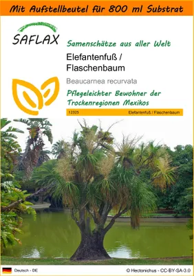 Produktbild von SAFLAX - Garden in the Bag - Elefantenfuß / Flaschenbaum - 10 Samen - Mit Anzuchtsubstrat im praktischen, selbst aufstellenden Beutel - Beaucarnea recurvata