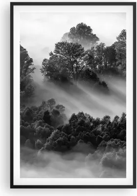 Produktbild von Gerahmtes Poster - Schwarzer Rahmen - Schwarzweiß Bäume Nebel - 61x91,5 cm - Wand Bild - Wanddeko - Wandbilder - Kunstposter - Wandposter - Bilderrahmen - Bilder - Kunstdruck - P2BPA61x91-4510