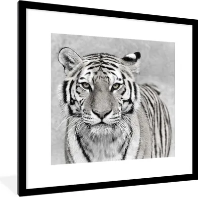 Produktbild von MuchoWow® Gerahmtes Poster Tiger - Natur - Schwarz - Weiß 40x40 cm - Poster mit Schwarzem Bilderrahmen Wandposter Rahmen Foto Bilder - Poster - Plakat im Rahmen