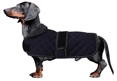 Image de Veste d'hiver pour teckel, doublée