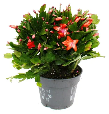 Productafbeelding van Een kerstcactus (Schlumbergera) - groot formaat (xxl) - in een pot van 17 cm - ongeveer 25-35 cm hoog - met rode bloemen