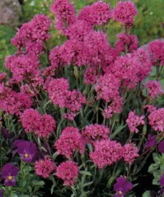 Image de 6 x Lychnis alpina ( viscaria alpina) - Campion - pot 9 x 9 cm