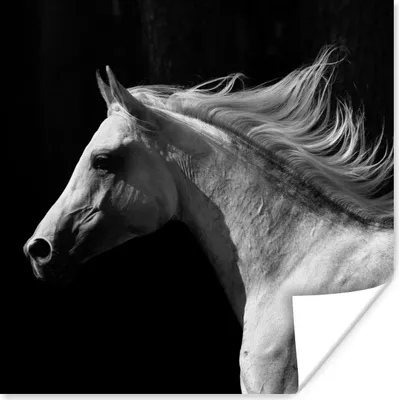 Produktbild von MuchoWow® Poster Pferde - Tiere - Porträt 30x30 cm