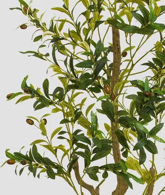 Produktbild von HOMLA Künstliche Pflanze AILIA Olivenbaum 180 cm