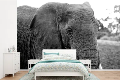 Produktbild von MuchoWow® Fototapete für Wohnzimmer oder Schlafzimmer Wandtapete Vinyl Motivtapete Nahaufnahme eines Elefanten in der Natur in Schwarz und Weiß - 360x240 cm - Vinyl-Tapete