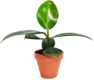 Obrázok produktu pre Gardners Ficus elastica Robusta, priemer 8,5 cm