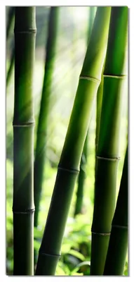 Produktbild von Wallario selbstklebende Türtapete 93 x 205 cm - Bambuswald und Sonnenstrahlen - Abwischbar, rückstandsfrei zu entfernen