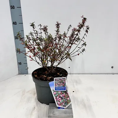 Obrázok produktu pre Abelia ‘Edward Goucher’ – abelia | 30–35 cm v črepníku