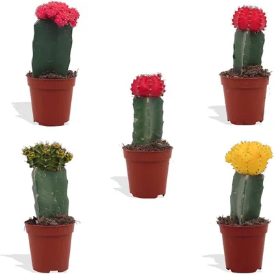 Produktbild von DutchLeafs Gymnocalycium Mihanovichii Mix 5 Stück Veredelte Mini Kakteen - Topf 5,5 cm - Erdbeerkaktus Kleine Pflanzen Sammlung Pflegeleichte
