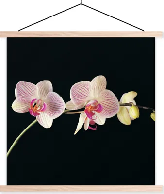 Produktbild von MuchoWow® Textilposter Orchidee - Blumen - Schwarz - Rosa - Knöpfe 60x60 cm mit holzfarbenen Rahmen - Wanddekoration