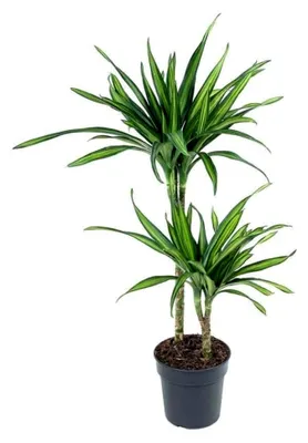 Produktbild von Dracaena Riki Drachenbaum schmalblättrig grün Zimmerpflanze ca. 100 cm Höhe