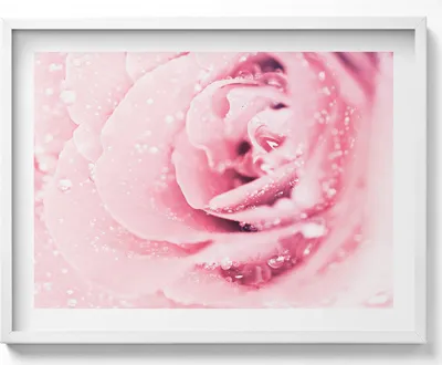 Produktbild von Tautropfen und Rosenblüten– Wandbild mit Rahmen – Gerahmtes Bild  – Wanddekoration – 80x60 cm –  Weiß Rahmen