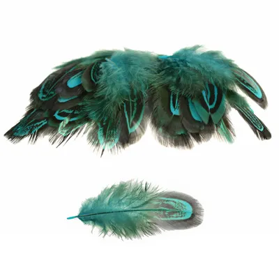Produktbild von 50 Hühnerfedern f. z.B. Federkostüm ca. 48x12cm gefärbt, Farbwahl, Farbe:petrol