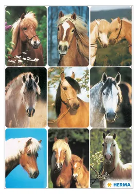 Produktbild von HERMA 3568 10x Sticker DECOR Pferdeköpfe