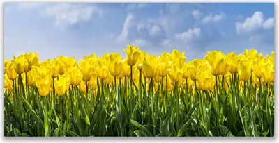 Produktbild von Glasbilder 120x60 Wandbild Druck auf Glas Tulpen Pflanzen