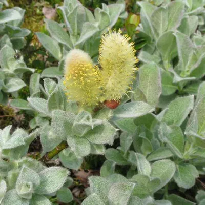Productafbeelding van 2 x Weidekatjes - Salix lanata | 25-30 cm in pot
