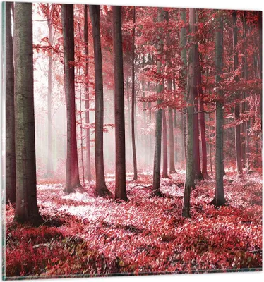 Produktbild von Bilder auf glas - Einteilig - Wald Rot Bäume - 50x50cm - Glasbilder - Wandbilder - Bilder - zum Aufhängen bereit - Wanddekoration aus Glas - Glas Bilder - Wandbild auf Glas - GAC50x50-4944