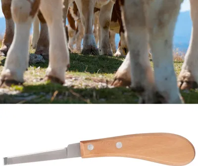 Image de Outil à parer les sabots en acier au carbone avec lame droite pour bovins et chevaux (main gauche)