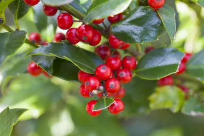 Produktbild von Ilex aquifolium 'Alaska', Stechpalme, immergrün, 30–40 cm