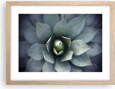 Produktbild von Gerahmtes Poster - Rahmen in heller Eiche - Blau Blätter Agave - 40x30 cm - Wand Bild - Wanddeko - Wandbilder - Kunstposter - Wandposter - Bilderrahmen - Bilder - Kunstdruck - P2NAA40x30-5133