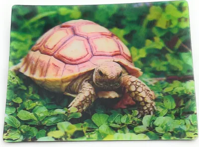 Produktbild von Onwomania Schildkröte Landschildkröte 9x7cm 3D Magnet Karte Kühlschrankmagnet Magnetbild Heftmagnet Braun