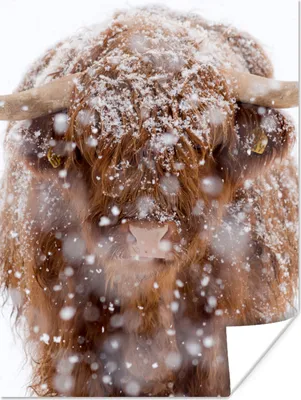 Produktbild von MuchoWow® Poster Schottischer Highlander - Hörner - Schnee 90x120 cm - Wohnzimmer