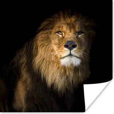 Produktbild von MuchoWow® Poster Löwe - Licht - Schwarz - Porträt 50x50 cm - Wohnzimmerdekoration
