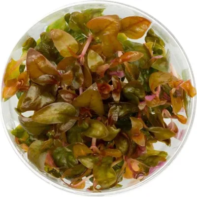 Produktbild von Eco Plant - Alternanthera Reineckii Lilacina - InVitro kleiner Becher Eco Plant