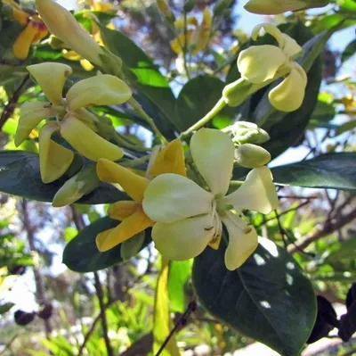 Produktbild von Australische Frangipani (Hymenosporum flavum) - 10 Samen