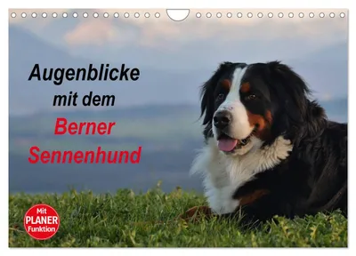Produktbild von Augenblicke mit dem Berner Sennenhund (Wandkalender 2027 DIN A4 quer), CALVENDO Monatskalender