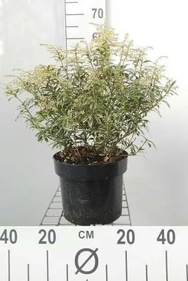 Immagine prodotto di Pieris jap. 'Little Heath' - Lavanda bianca 30-40 cm - Contenitore