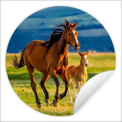 Produktbild von MuchoWow® Runde Wandtattoo - Wandsticker Tapete Aufkleber Pferde - Gras - Tiere - Landschaft - Natur Ø 100 cm Selbstklebend und Repositionierbar - Wandaufkleber - Kreis - Tapetenkreis - Wandbild rund - Schlafzimmerdekoration - Wanddeko - runde Tapete - Kunst für zu Hause