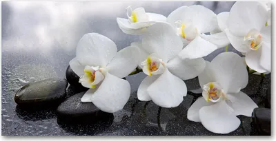 Produktbild von Tulup® Glas-Bild - 100x50 -Wandkunst - Wandbild hinter gehärtetem Sicherheitsglas  - Blumen & Pflanzen - Orchidee - Weiß