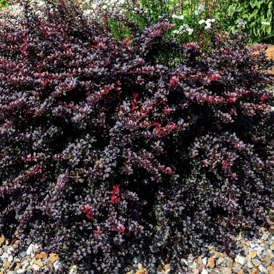 Immagine prodotto di Berberis Red Jewel 1L