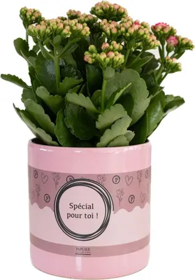 Image de Kalanchoé rose dans un pot SPECIAL POUR TOI - Ø12cm Ø27cm - Plante succulente à
