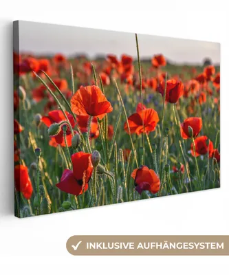 Produktbild von MuchoWow® - Leinwandbilder - Blumen - Mohnblumen - Natur - Rot, Wandbild, Wanddeko Bilder Wohnzimmer, 120x80 cm
